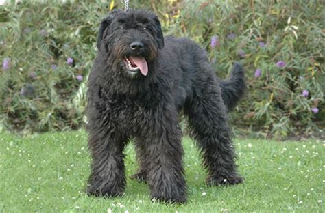BOUVIER TURF .